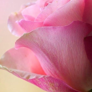 atelier.peach
