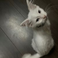 woozi.yuka858