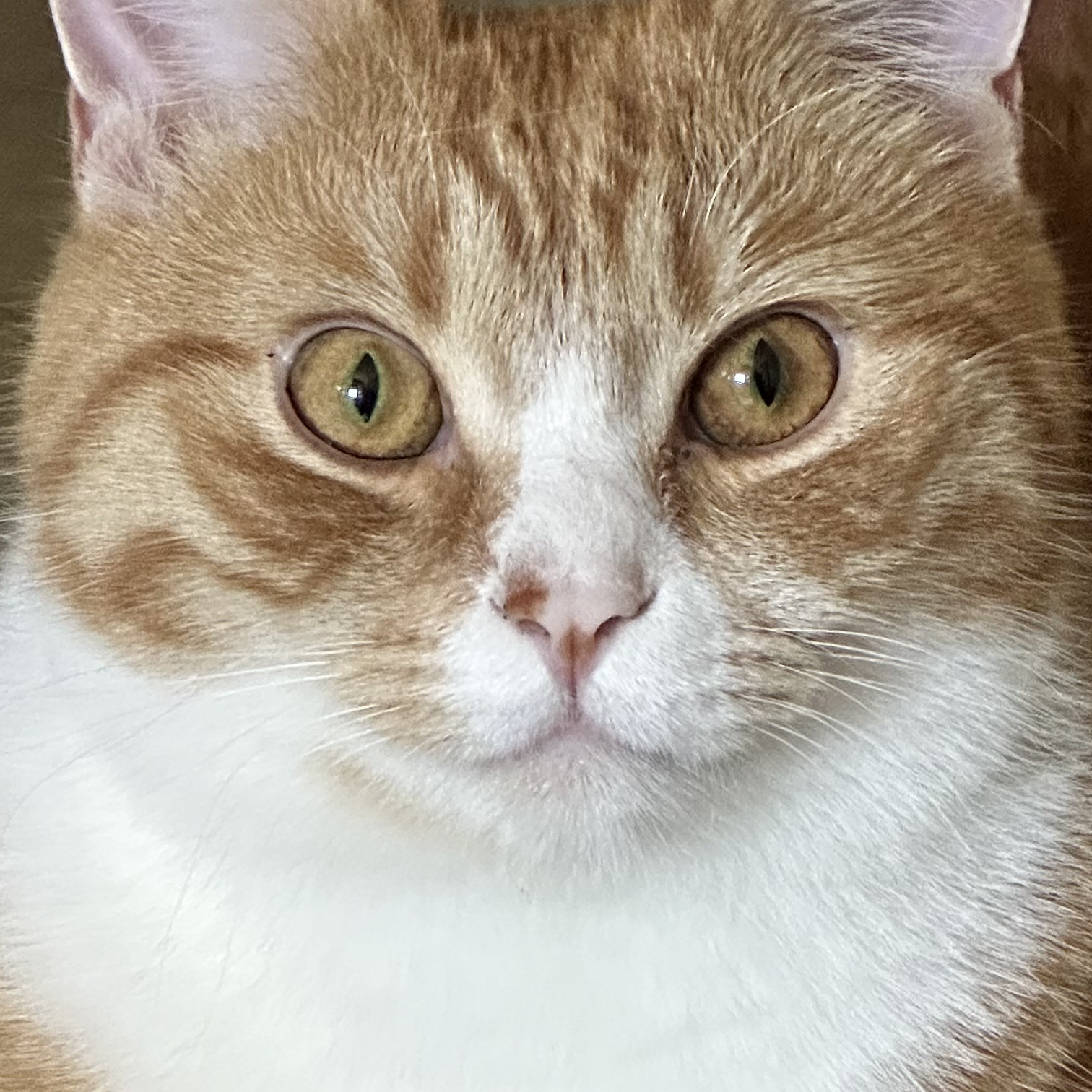 y_u.