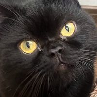 tapioka_cat
