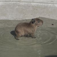 capybara87