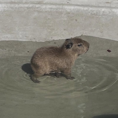 capybara87